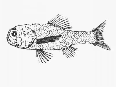 Nordenskjold's bigscale (Sio nordenskjoldii)