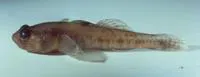 Norin goby (Knipowitschia radovici)
