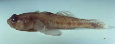Norin goby (Knipowitschia radovici)