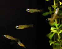 Norman's lampeye (Poropanchax normani)