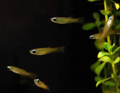 Norman's lampeye (Poropanchax normani)
