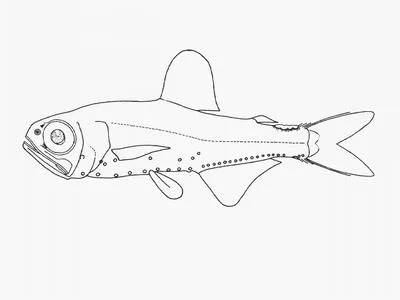 Norman's lanterrnfish (Protomyctophum normani)