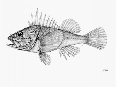 Norman's rockfish (Scorpaena normani)