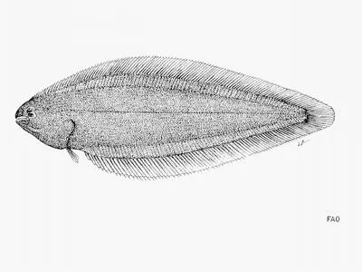 Norman's tonguesole (Symphurus normani)