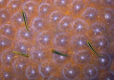 Noronha cleaner goby (Elacatinus phthirophagus)