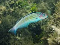 Noronha wrasse (Thalassoma noronhanum)