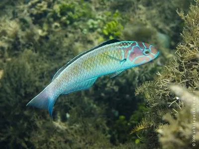 Noronha wrasse (Thalassoma noronhanum)
