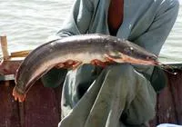 North African catfish (Clarias gariepinus)