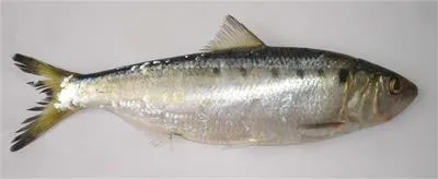 North African shad (Alosa algeriensis)