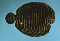 North American naked sole (Gymnachirus melas)