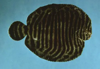 North American naked sole (Gymnachirus melas)