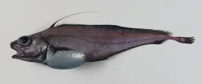 North Atlantic codling (Lepidion eques)