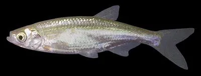 North Caucasian bleak (Alburnus hohenackeri)