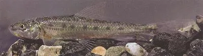 North Caucasian longbarbel gudgeon (Romanogobio ciscaucasicus)