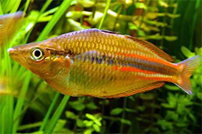 North New Guinea rainbowfish (Melanotaenia affinis)