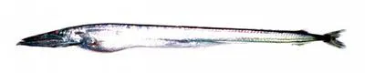 North Pacific daggertooth (Anotopterus nikparini)