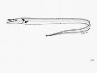 North-Pacific frostfish (Benthodesmus pacificus)