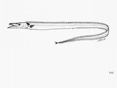 North-Pacific frostfish (Benthodesmus pacificus)