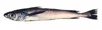 North Pacific hake (Merluccius productus)