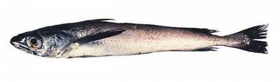 North Pacific hake (Merluccius productus)