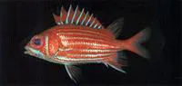 North Pacific squirrelfish (Sargocentron spinosissimum)