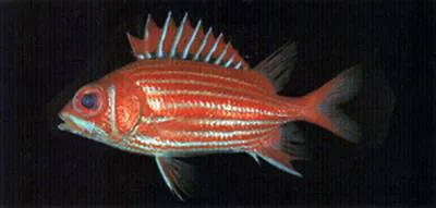 North Pacific squirrelfish (Sargocentron spinosissimum)