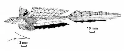 Northern Australian longtail dragonet (Callionymus afilum)