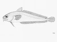 Northern bastard codling (Pseudophycis breviuscula)