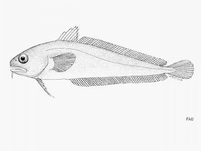 Northern bastard codling (Pseudophycis breviuscula)
