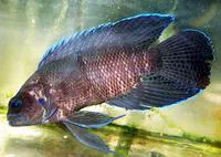 Northern blue devil (Paraplesiops poweri)