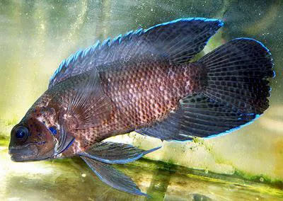 Northern blue devil (Paraplesiops poweri)