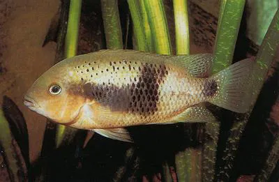 Northern checkmark cichlid (Theraps intermedius)