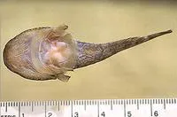Northern clingfish (Gobiesox maeandricus)