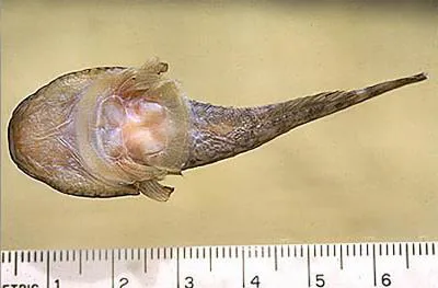 Northern clingfish (Gobiesox maeandricus)