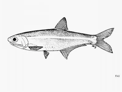 Northern Gulf anchovy (Anchoa mundeoloides)