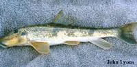 Northern hog sucker (Hypentelium nigricans)
