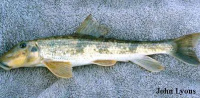 Northern hog sucker (Hypentelium nigricans)
