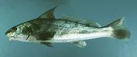 Northern kingfish (Menticirrhus saxatilis)