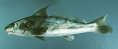 Northern kingfish (Menticirrhus saxatilis)