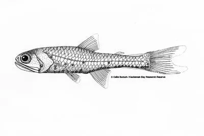 Northern lampfish (Stenobrachius leucopsarus)