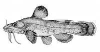 Northern madtom (Noturus stigmosus)