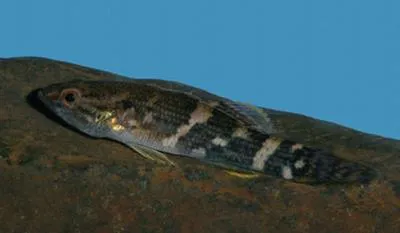 Northern mud gudgeon (Ophiocara porocephala)