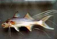 Northern paradise fish (Polynemus aquilonaris)