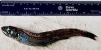 Northern pearleye (Benthalbella dentata)