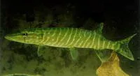 Northern pike (Esox lucius)