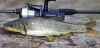Northern pikeminnow (Ptychocheilus oregonensis)