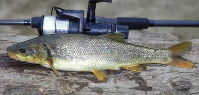 Northern pikeminnow (Ptychocheilus oregonensis)