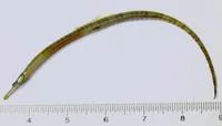 Northern pipefish (Syngnathus fuscus)