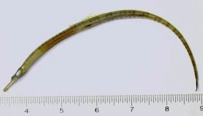 Northern pipefish (Syngnathus fuscus)