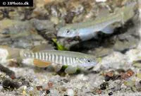 Northern plains killifish (Fundulus kansae)